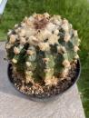 Wigginsia erinacea